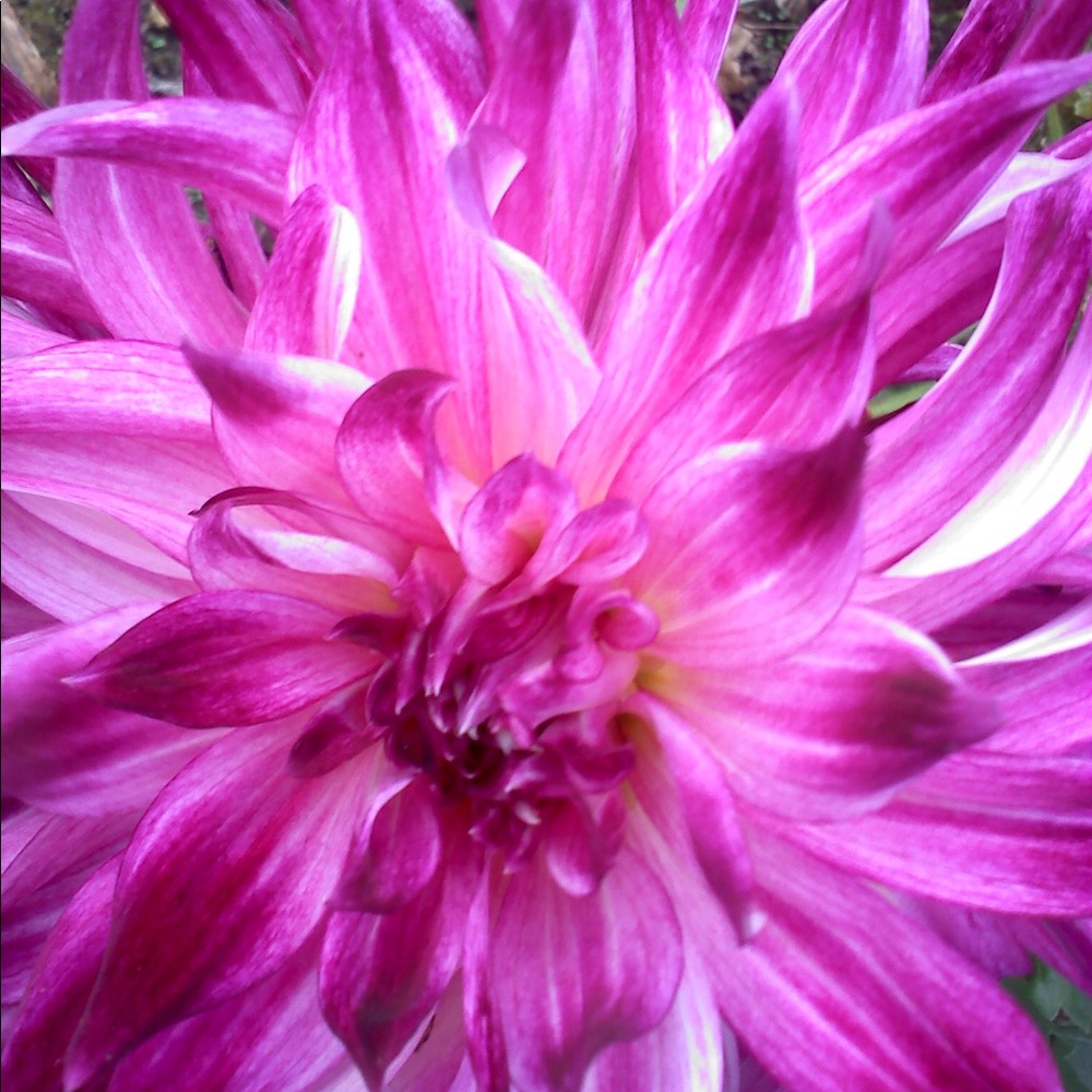 Meet your Posher, Sandra